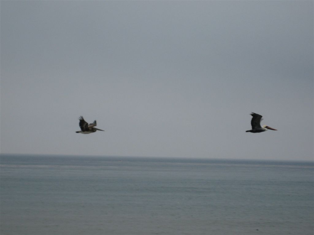 Pelicans