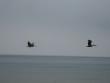 Pelicans