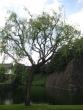 Tree and moat