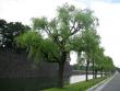Tree and moat