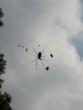 Another scary spider