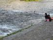 Heron in the Kamo River