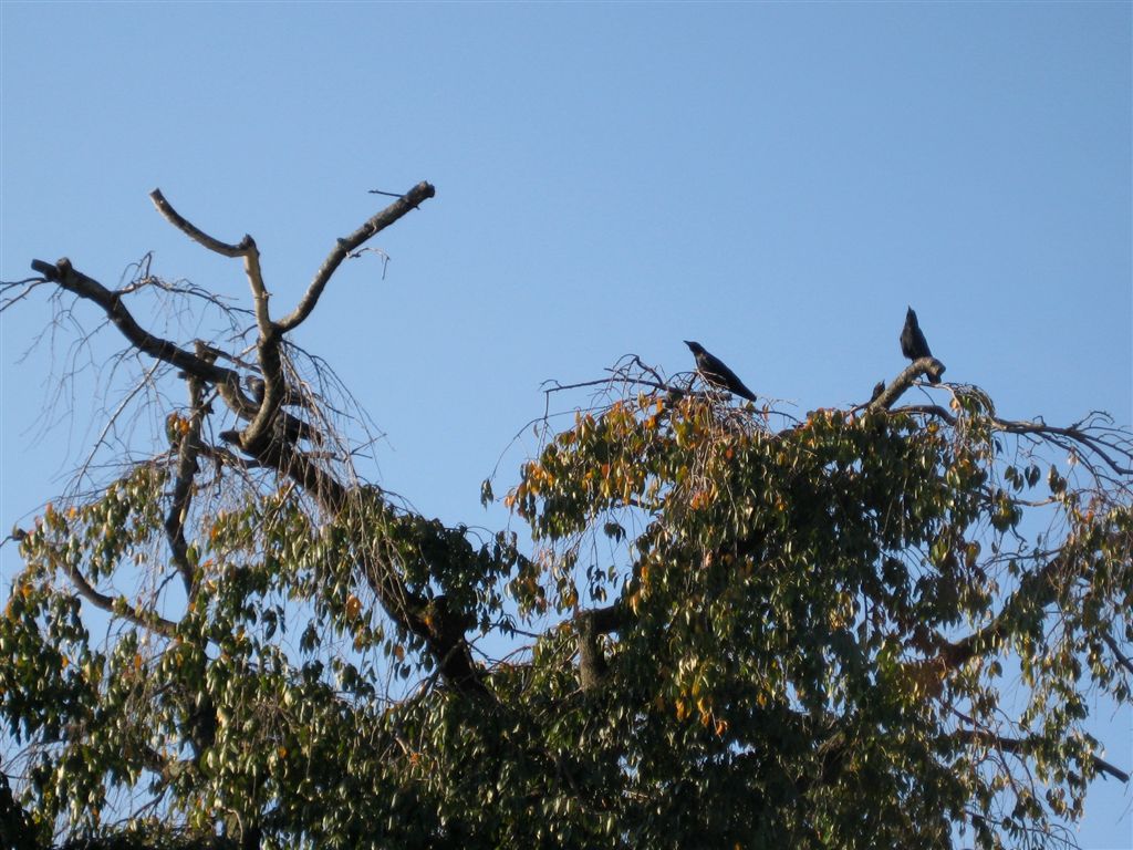 Crows