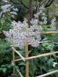 Heian Shrine garden