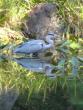 Heron in Heian Shrine garden