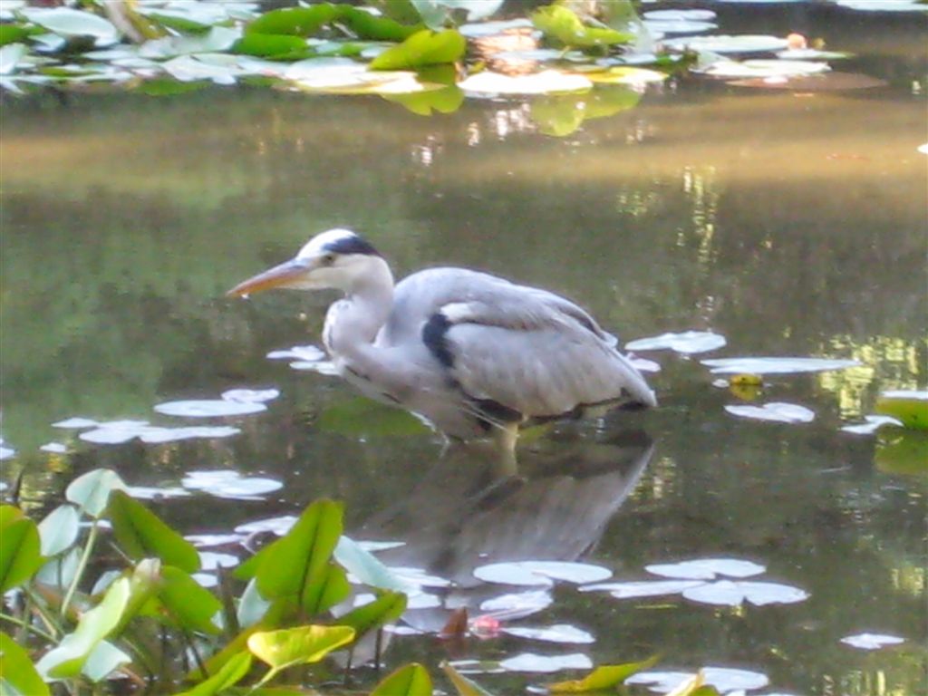 Heron still...