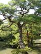 Garden at Ginkakuji Temple (Silver Pavilion)