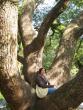 Nicole in the huge tree