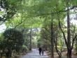 Ryoanji Temple grounds