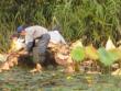 Workers clearing some pads