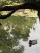 Ryoanji Temple grounds