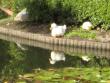 Ryoanji Temple grounds