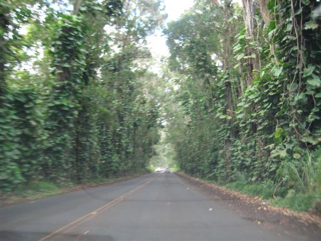 Tree Tunnel Road (yes, that's what it's called) to Po'ipu