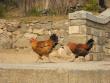 Roosters and chickens about