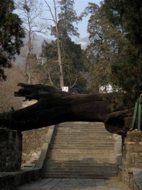 One of four ancient trees planted by an emperor