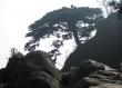 Welcoming Pine