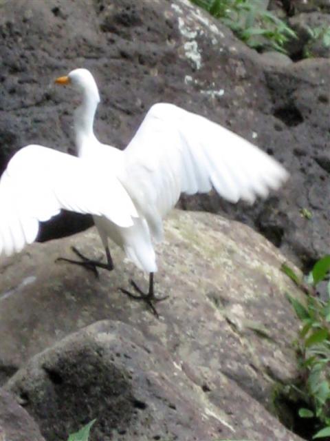 Another egret, even in this remote location