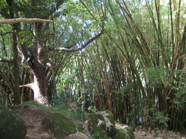 Back through the bamboo