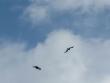 More Frigatebirds