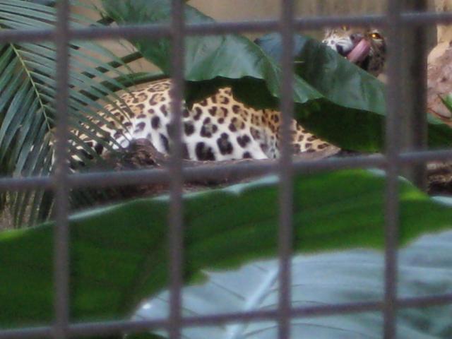 Leopard at the HK Zoological gardens!