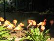 Flamingos in the HK Zoological gardens