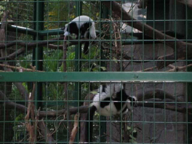 HK Zoological gardens