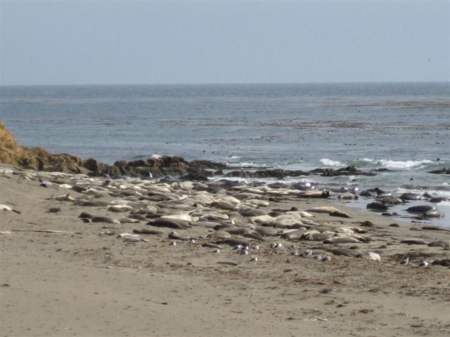 Elephant Seals!