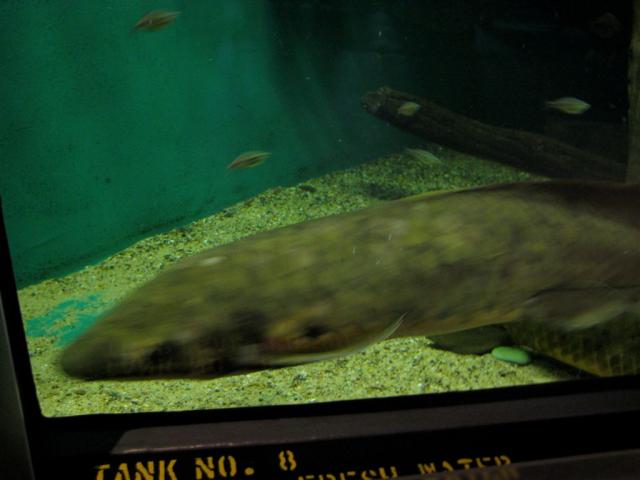 My great great great great uncle Australian Lungfish