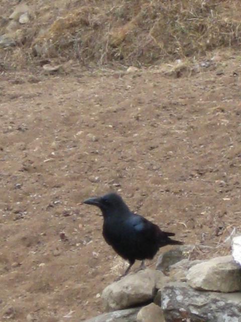 House Crow, quite common