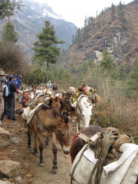 Sometimes horses are used to transport goods at lower elevations