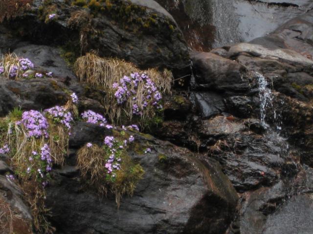 Waterfall with pretty flowers