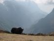 Yak, on the way back to Namche