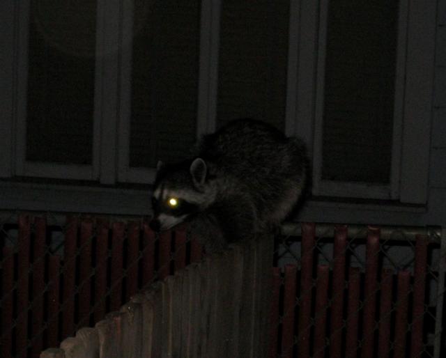 Raccoon visitor at Marie's