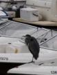 Heron on a boat!