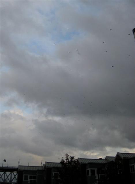 HUNDREDS of Crows.  Crazy.  End of the world?