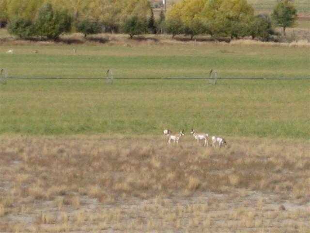 Pronghorn, just north of Yellowstone