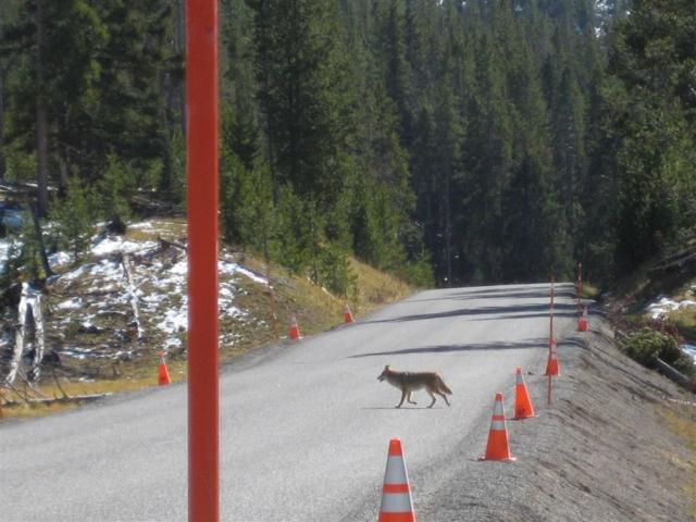 Coyote crossing the road