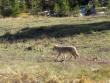 Coyote carrying on.  Very cool.