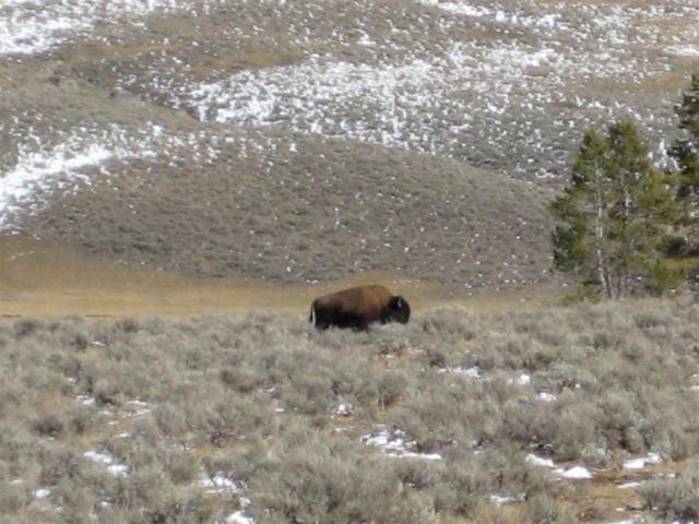 Another bison