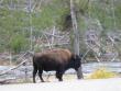 Bison on the side of the road!