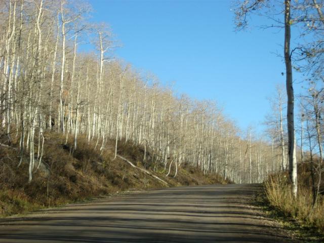 Heading south out of Park City. All-birch forest!