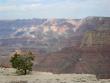 Little tree, meet Grand Canyon