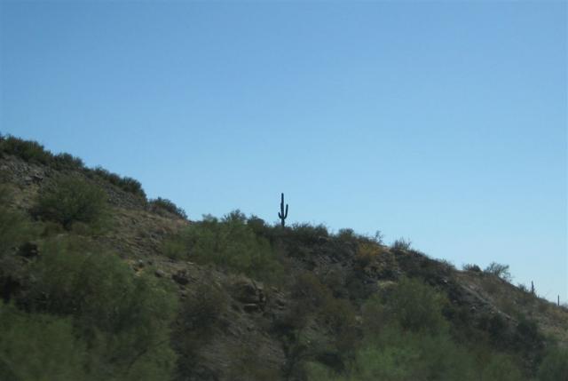 One of the first of many cacti in southern Arizona