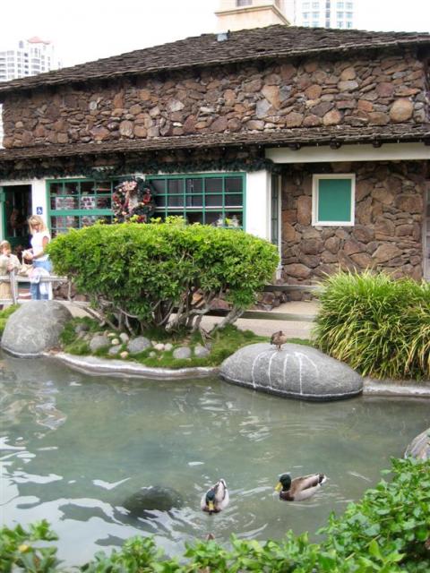 Ducks in a pond in the village