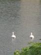 Swans on the moat