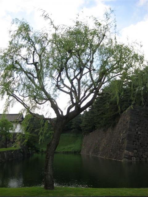Tree and moat