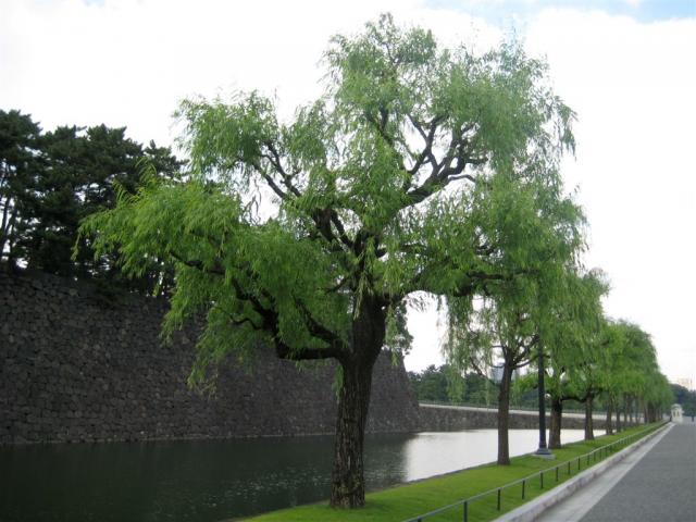 Tree and moat