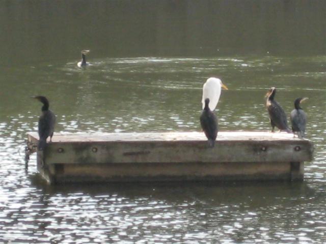 Egret and cormorants