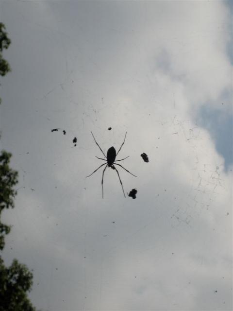 Another scary spider