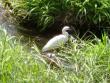 Egret in river